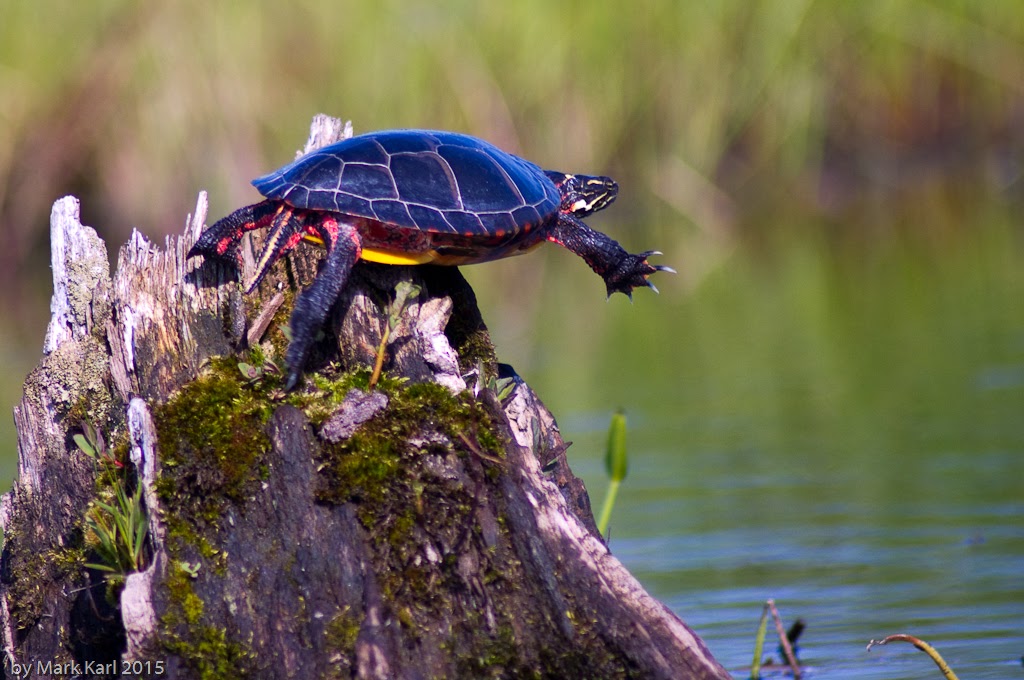 McDaniel's Marsh May 30, 2015